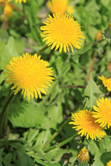 Yellow dandelions on the green field in spring