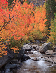 Fall and Autumn Detail