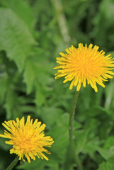 Yellow dandelions on the green field in spring