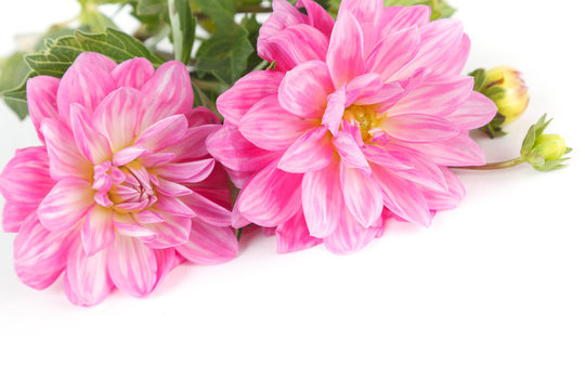 Pink dahlia flowers isolated on white background 