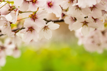 桜