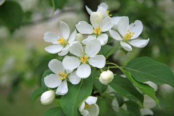 Flowers of the apple tree in spring