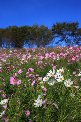 コスモス畑＠長崎県諫早市白木峰
