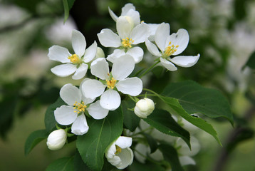 Flowers of the apple tree in spring
