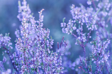 Obraz premium Wrzos zbliżenie. Bez tła. Natura zbliżenie.