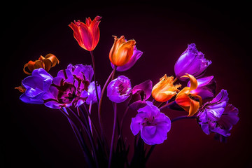 Neon colors in the dark. Tulips on a black background. Flowers f