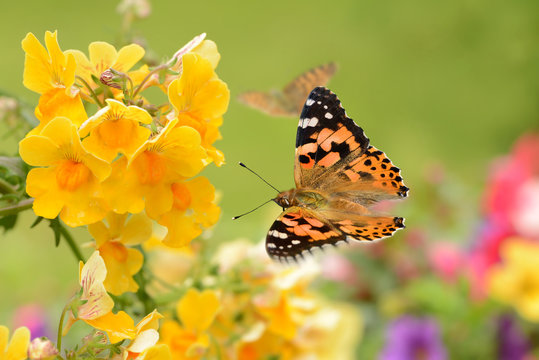 Schmetterling 285