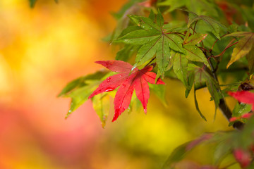 紅葉