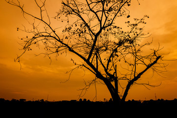 Obraz premium Sunset with silhouette of leafless tree branch