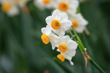 水仙の花