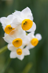 Fototapeta premium 水仙の花