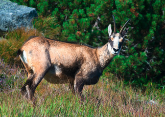 Slovakian Chamois in the High Tatras