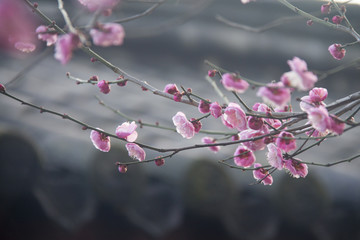 Plum Flowers in the winter