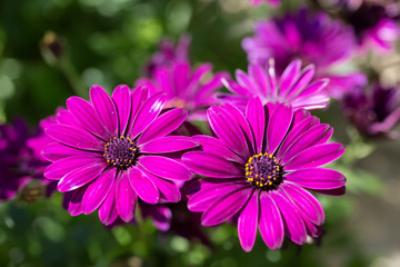 Fototapeta premium デイジーの花