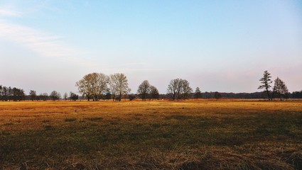 Bäume auf einer feuchten Wiese im Februar