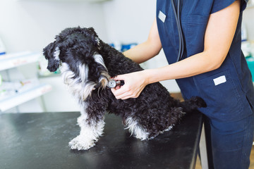 Veterinarian checking with stethoscope miniature schnauzer. Focus on hand holding stethoscope.