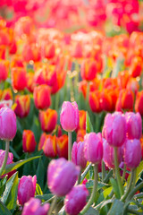 Fototapeta premium Tulip. Beautiful bouquet of tulips. colorful tulips.