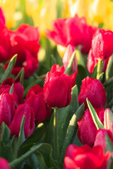 Tulip. Beautiful bouquet of tulips. colorful tulips.