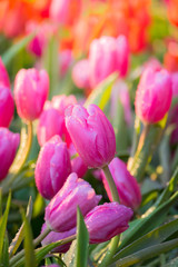 Tulip. Beautiful bouquet of tulips. colorful tulips.