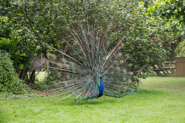 Paon bleu faisant la roue