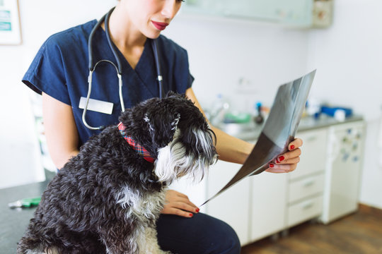 Veterinarian standing next to dog and looking at x ray image of dog.