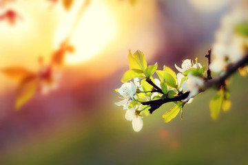 Obraz premium Sunset. Spring blooming white cherry flowers on a blurred backgr
