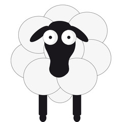 Sheep on white background