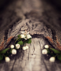 Dramatic Spring flowers on a rustic wooden background. Blurred s