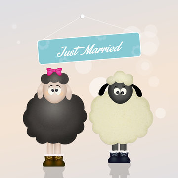 cute sheeps spouses