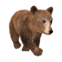 3D Rendering Brown Bear Cub on White