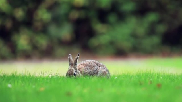 Cute wild rabbit close up eating the grass, filmed at grass level for 30 seconds