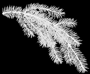 small part of white fir branch isolated illustration
