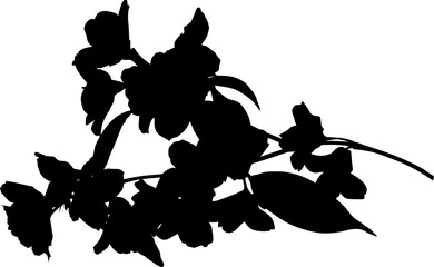 black jasmine blossoming lush branch silhouette