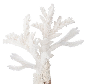 white small isolated isolated coral branch