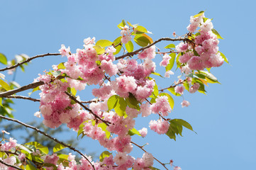  branches of blooming sakura on blue sky background, local focus, shallow DOF 