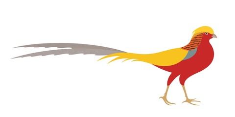 Pheasant. Golden Pheasant