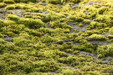 Green moss on stone. Nature detail.