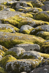 Stones with moss. Nature background with sunlight in summer.