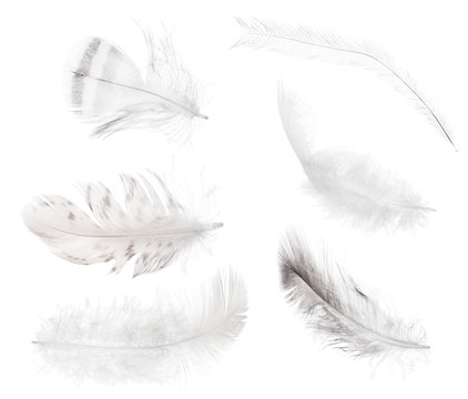 collection of six light isolated feathers