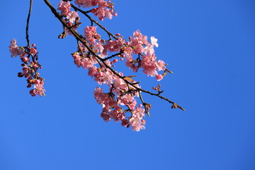 河津桜