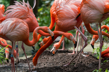 Groupe de flamant de Cuba