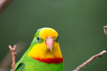 Perruche de Barraband en gros plan