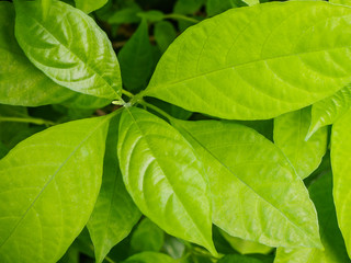 green leaf background