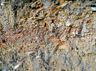 Lands and organic minerals. 