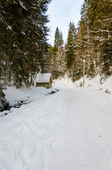 winter mountain landscape. The road that leads to the spruce cov