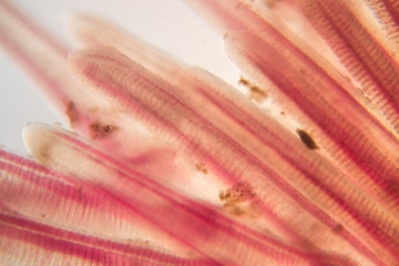 Gills of fish under the microscope.(soft focus and have Grain/Noise )