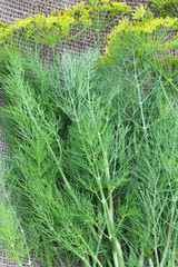 Bunch of fresh organic dill with yellow flowers