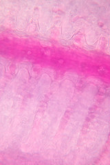 Gills of fish under the microscope.(soft focus and have Grain/Noise )