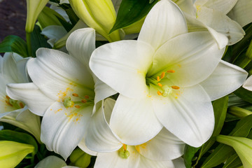 Naklejka na ściany i meble Beautiful white lily flowers