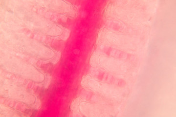 Gills of fish under the microscope.(soft focus and have Grain/Noise )